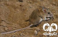گونه همستر دم دراز زاگرسی Calomyscus bailwardi